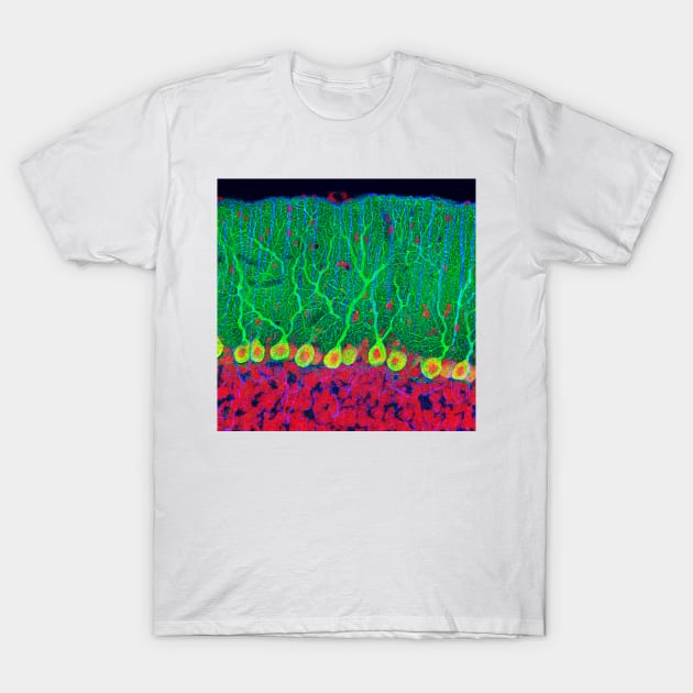 Purkinje nerve cells in the cerebellum (P360/0474) T-Shirt by SciencePhoto